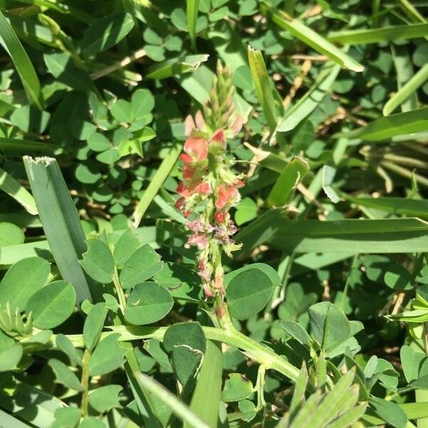 Indigofera spicata Flower