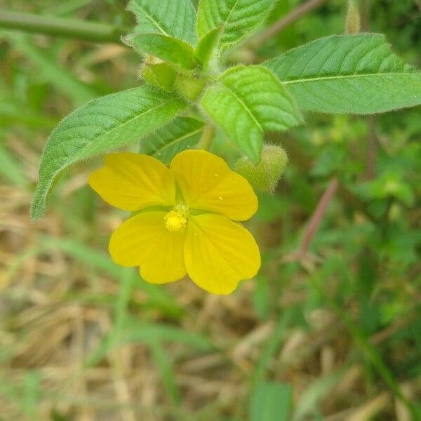 Ludwigia octovalvis برگ