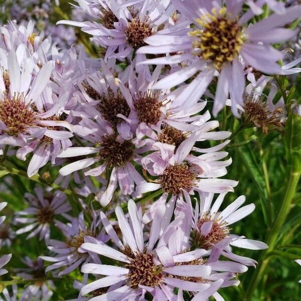 Aster tataricus 花