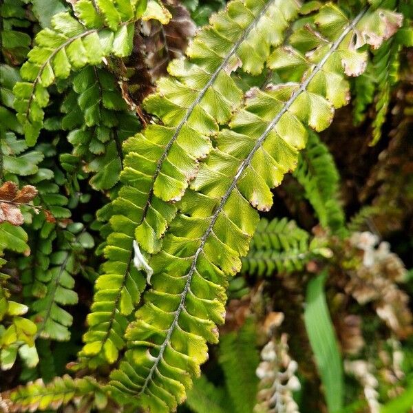 Adiantum hispidulum Hostoa