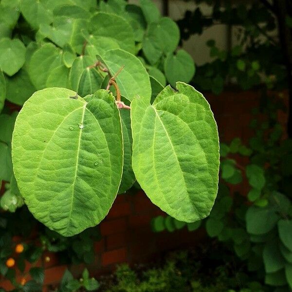 Cercidiphyllum japonicum Frunză