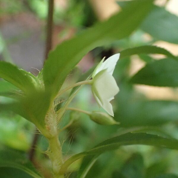 Sauvagesia erecta Blomma