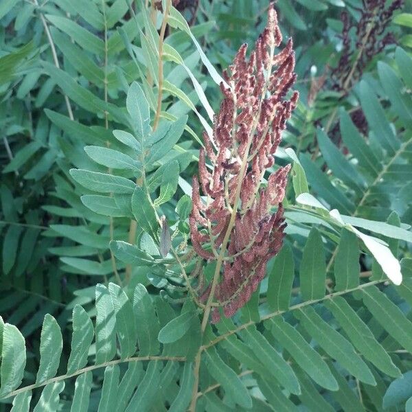 Osmunda regalis Цвят