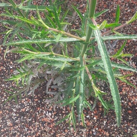 Verbena bonariensis Leaf