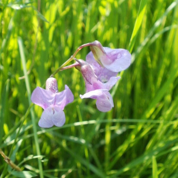 Lathyrus palustris Fiore