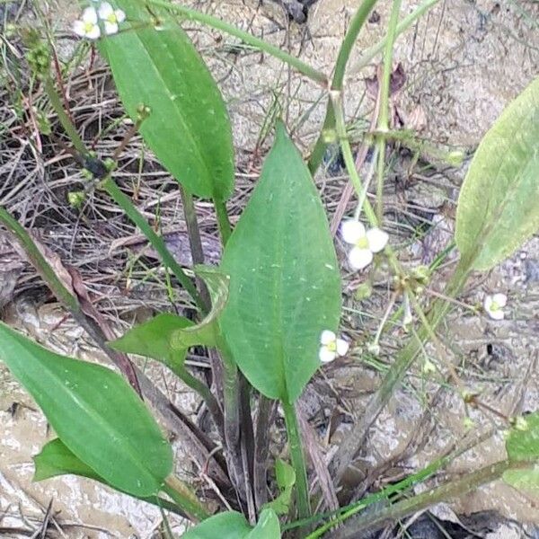 Alisma plantago-aquatica Leaf