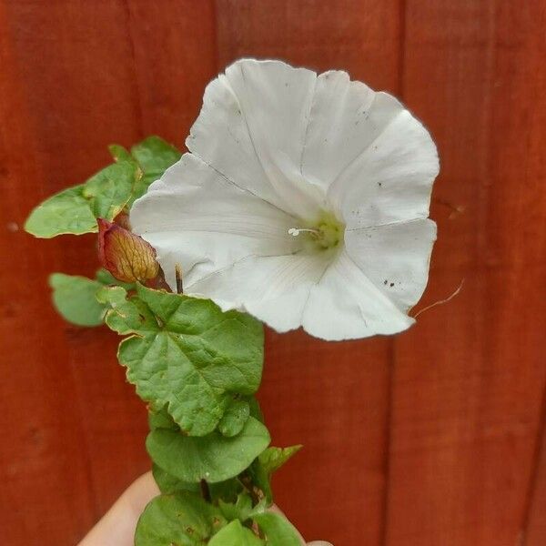 Ipomoea lacunosa Floare