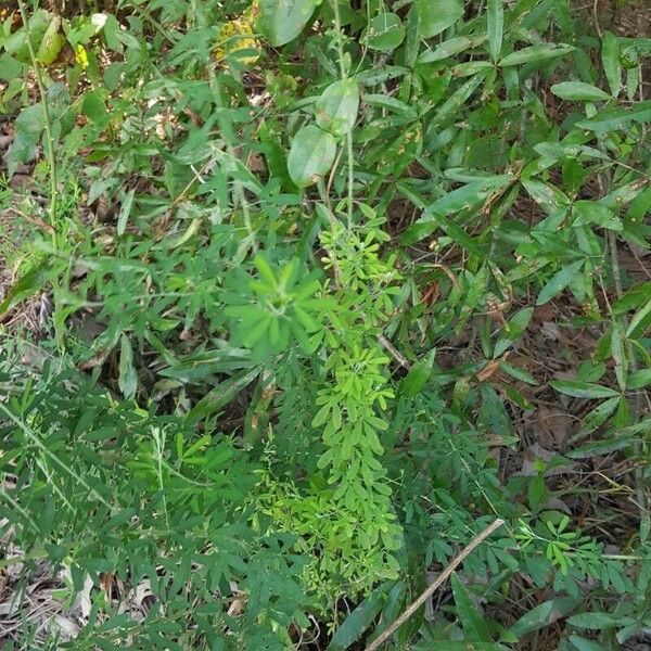 Lespedeza cuneata Blad