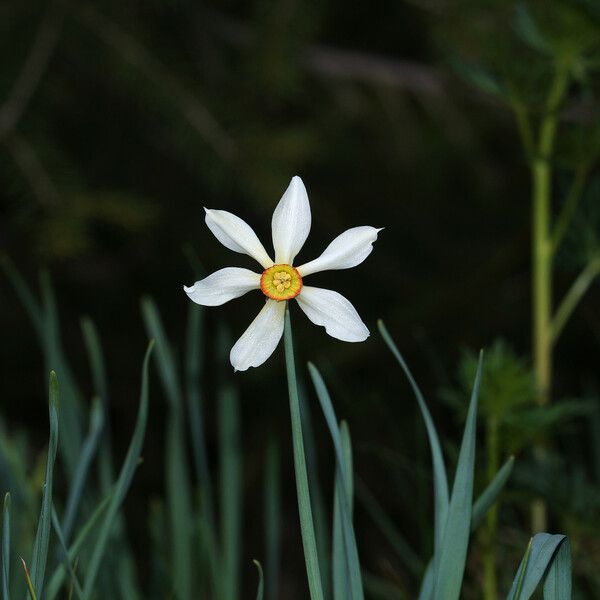 Narcissus poeticus 花