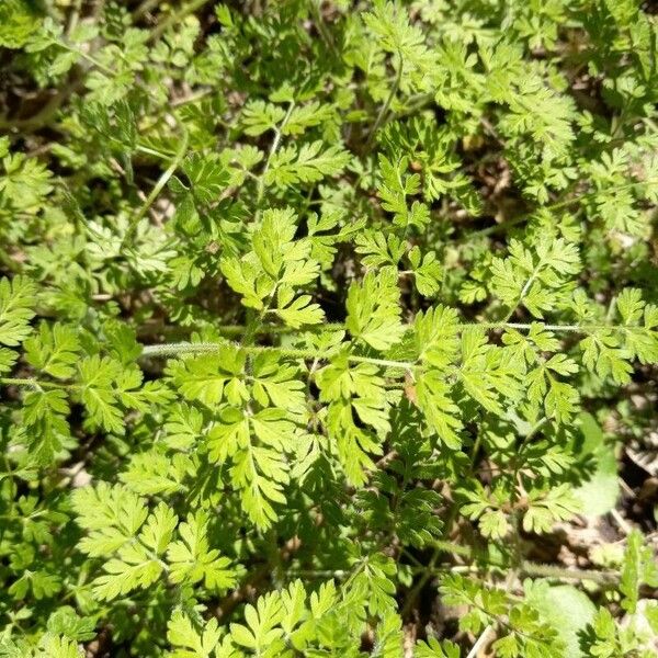 Chaerophyllum tainturieri 葉