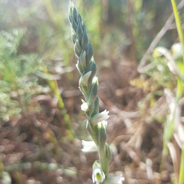 Spiranthes spiralis Цветок