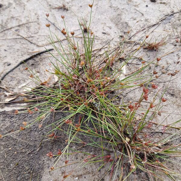 Juncus bulbosus Цвят