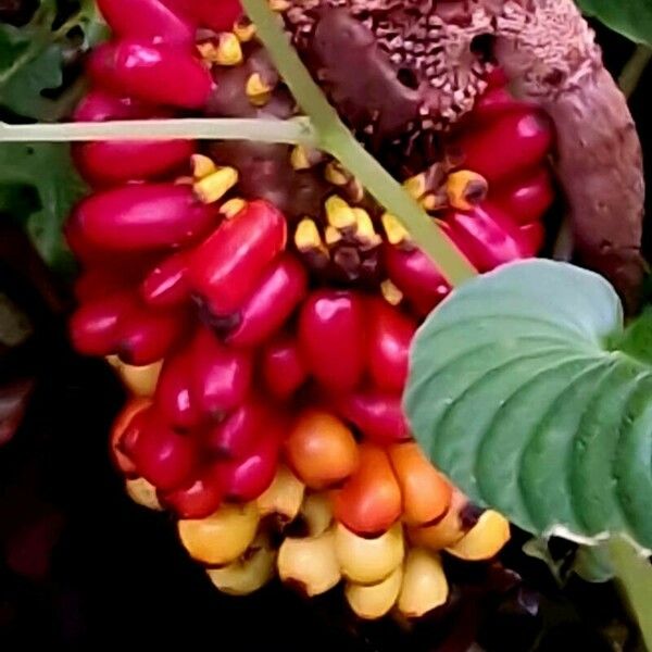 Amorphophallus paeoniifolius Frucht