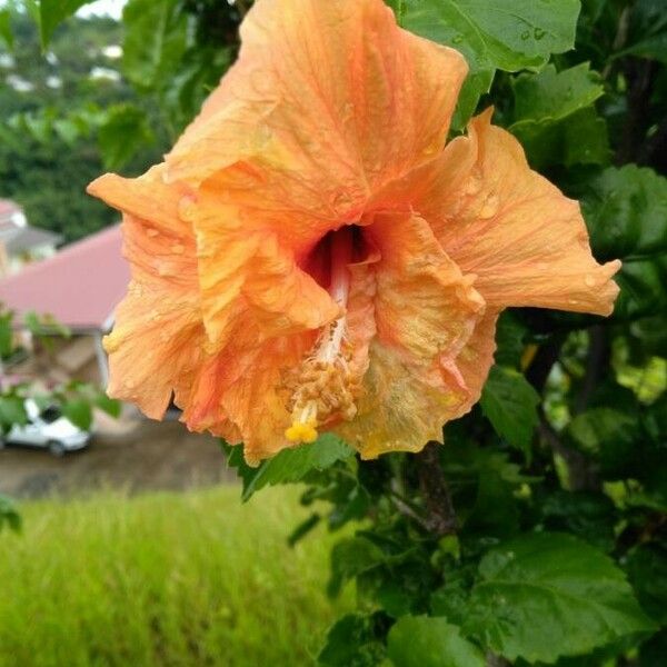 Hibiscus rosa-sinensis Květ