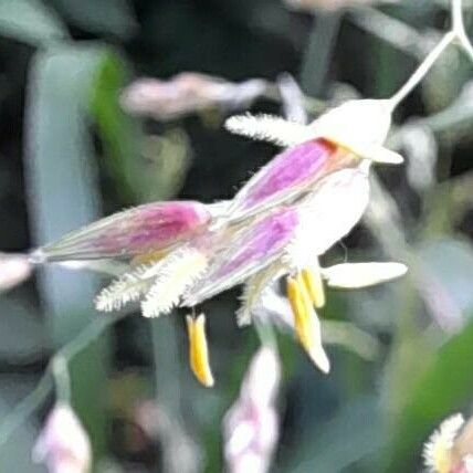 Holcus lanatus Flower