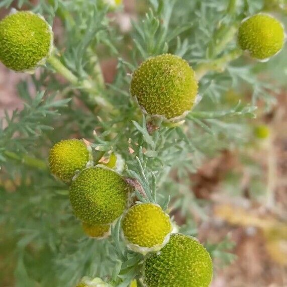 Matricaria discoidea Flor