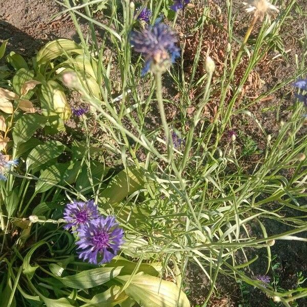 Centaurea cyanus Flower