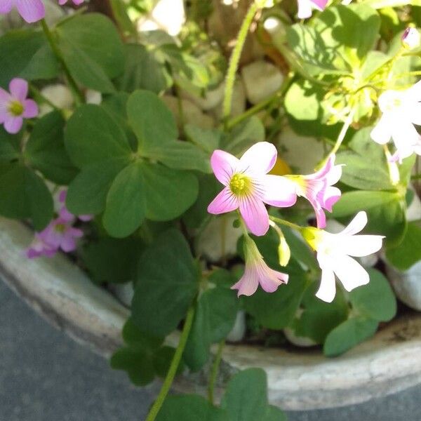 Oxalis debilis Flower