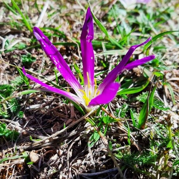 Colchicum montanum 花