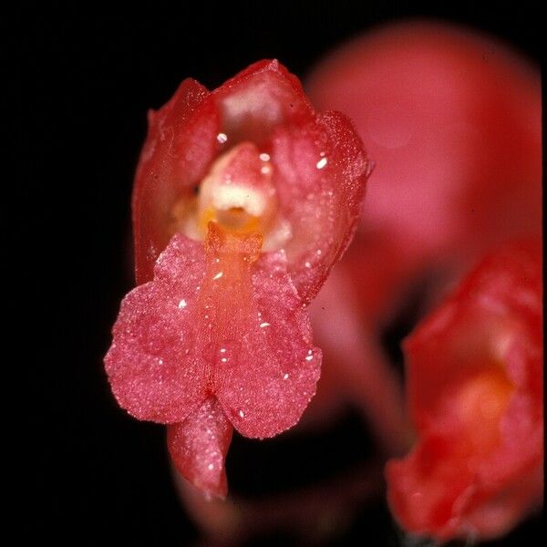 Rodriguezia lanceolata Flor