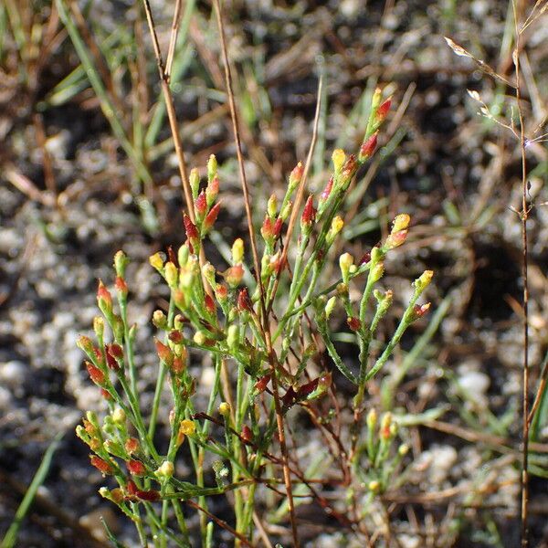 Hypericum gentianoides Autre