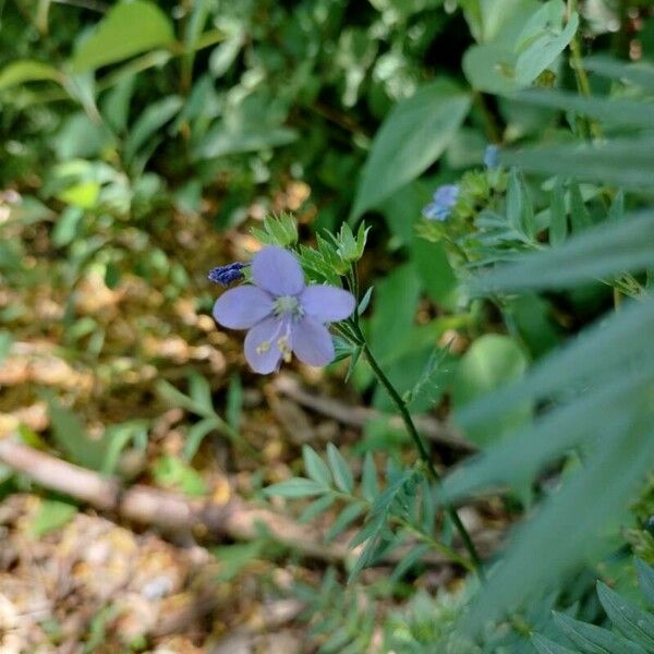 Polemonium reptans Blomst