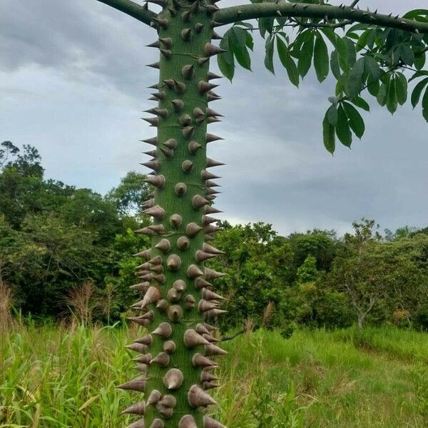 Ceiba pentandra Rinde