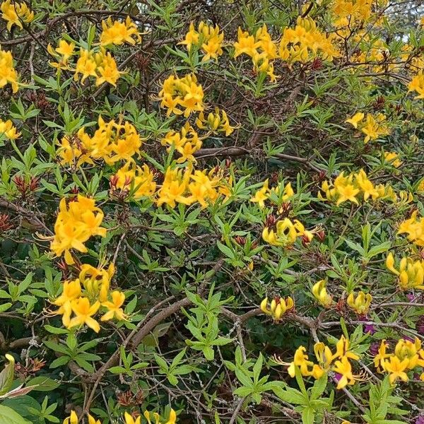 Rhododendron luteum Habit