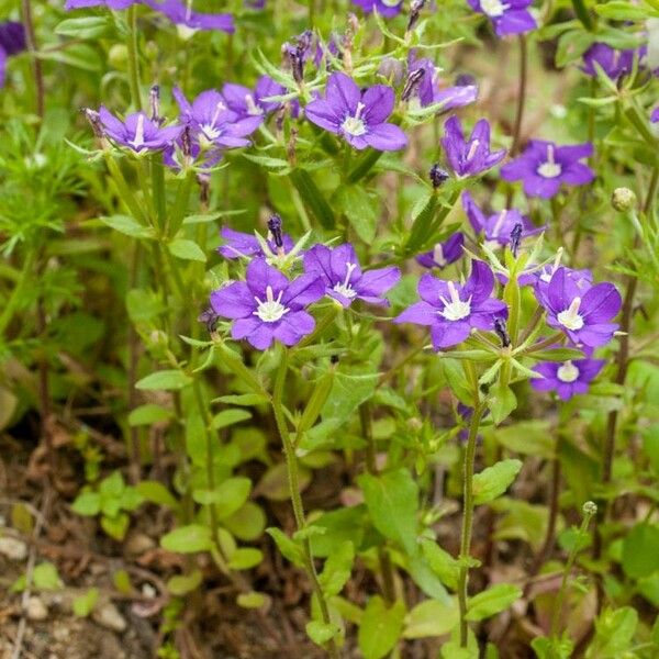 Legousia speculum-veneris Pokrój