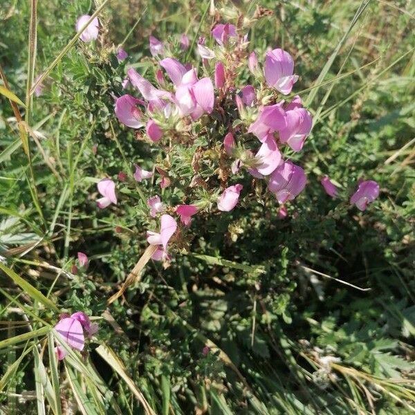 Ononis spinosa Fiore