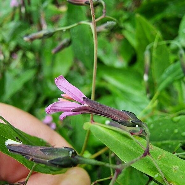 Prenanthes purpurea Λουλούδι