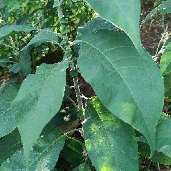 Solanum mauritianum Folha