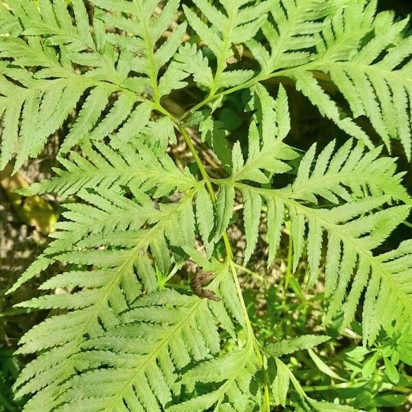 Pteris tremula (Australian bracken)
