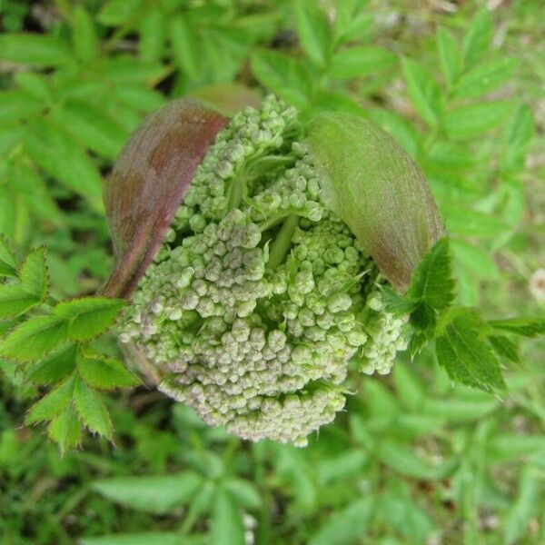 Angelica sylvestris Квітка