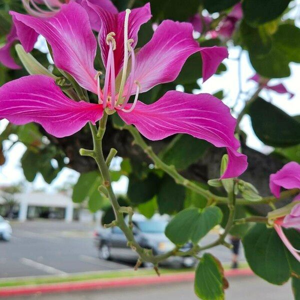 Bauhinia purpurea 花