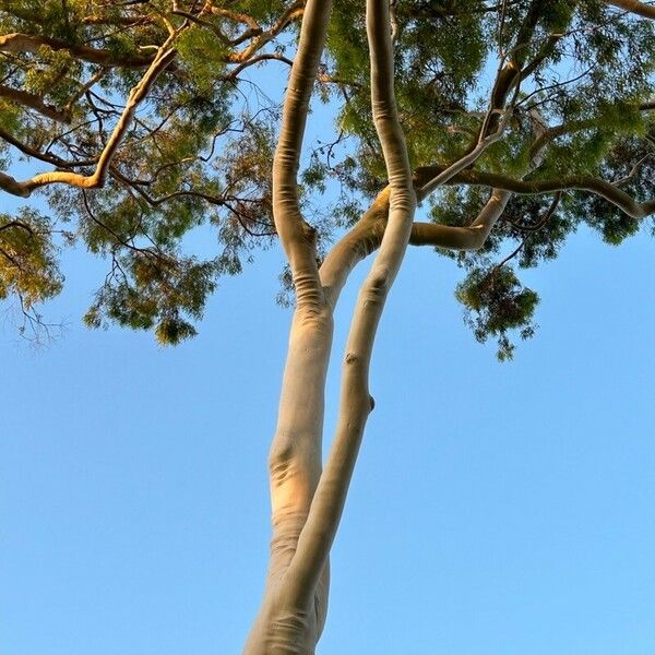 Corymbia citriodora Kora