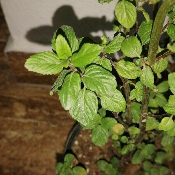 Mentha × piperita Foglia