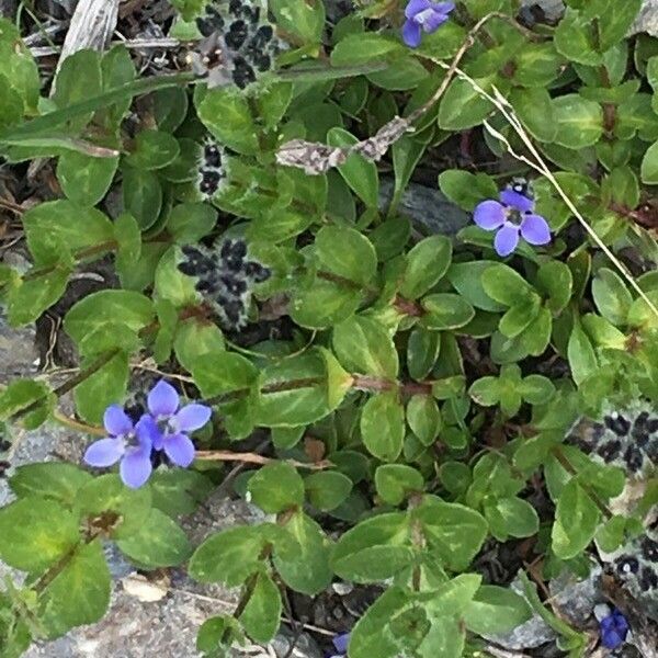 Veronica alpina Flower