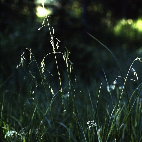 Poa leptocoma Elinympäristö