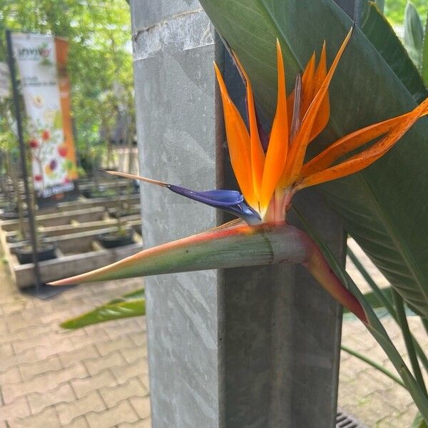 Strelitzia reginae Λουλούδι