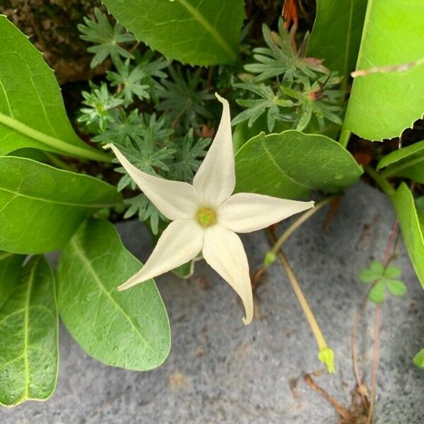 Jaborosa integrifolia Flower