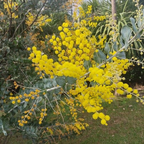 Acacia podalyriifolia Fleur