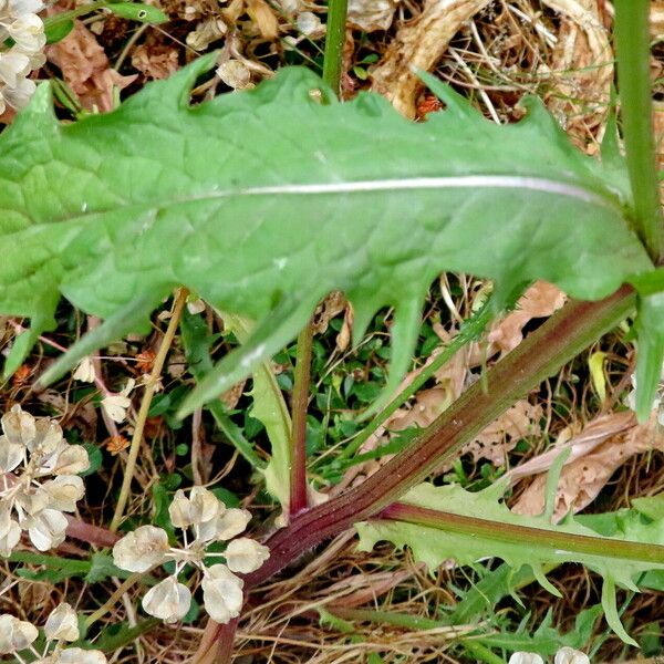 Crepis tectorum 叶