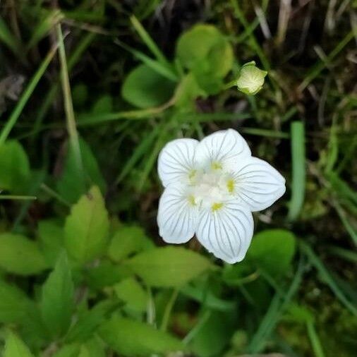 Parnassia palustris Hostoa