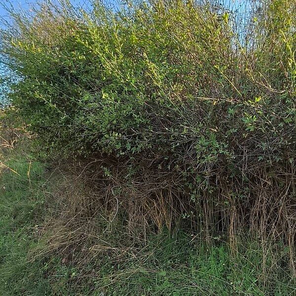 Chrysojasminum fruticans Habitus