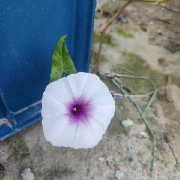 Ipomoea aquatica Flower