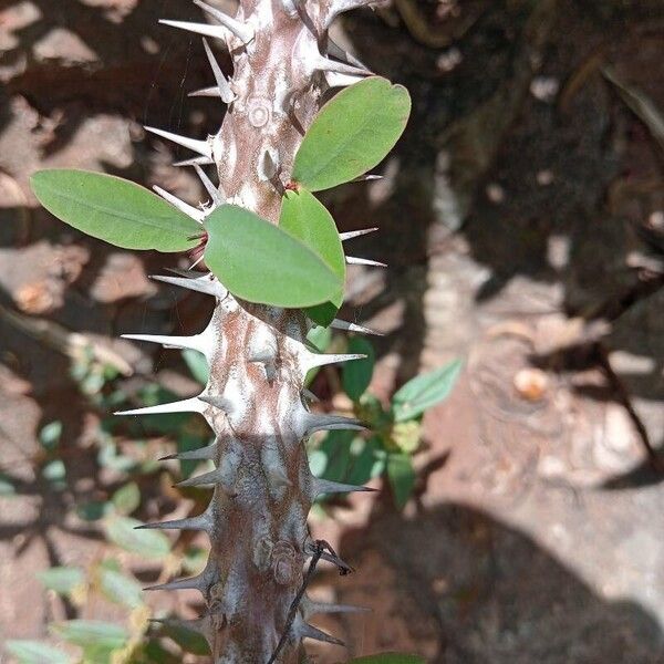 Euphorbia milii Кора