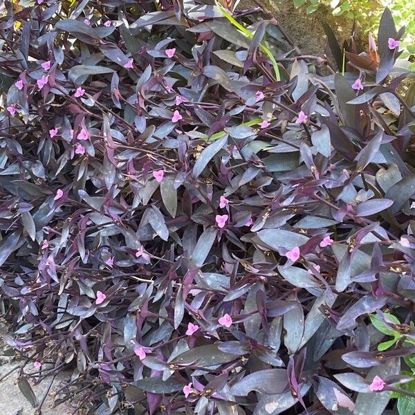 Tradescantia pallida Floare