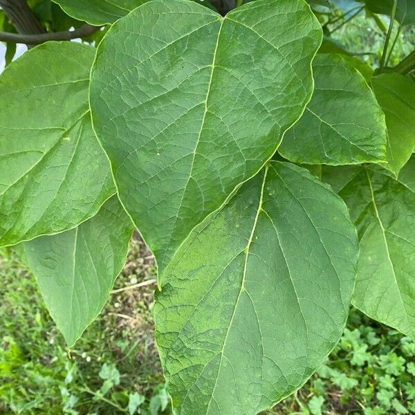 Catalpa ovata Leaf