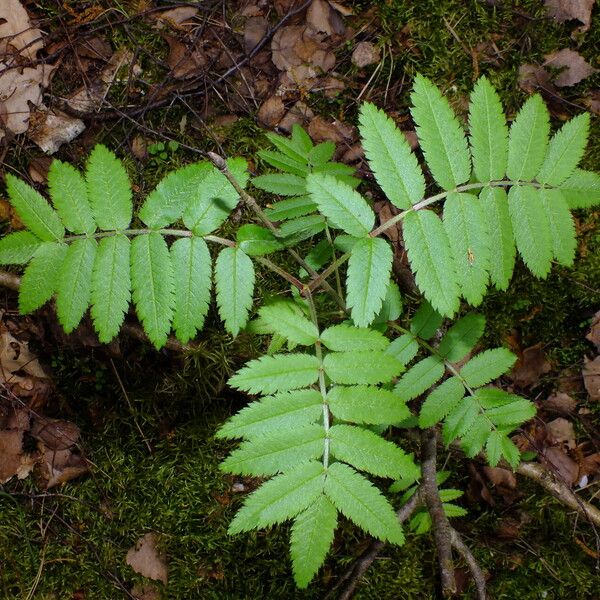 Sorbus aucuparia 葉